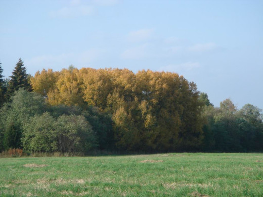 35124 (a): :1024x768